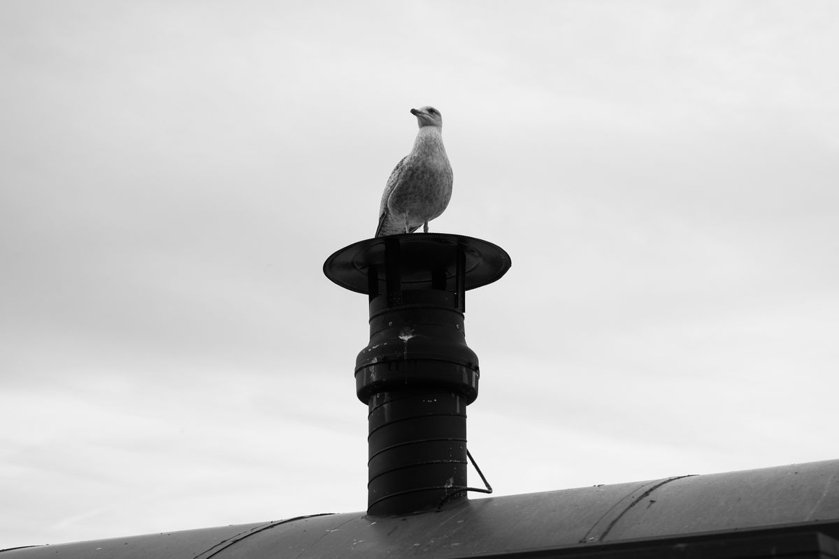 A seagull perched on an exhuast in front of a cloudy grey sky