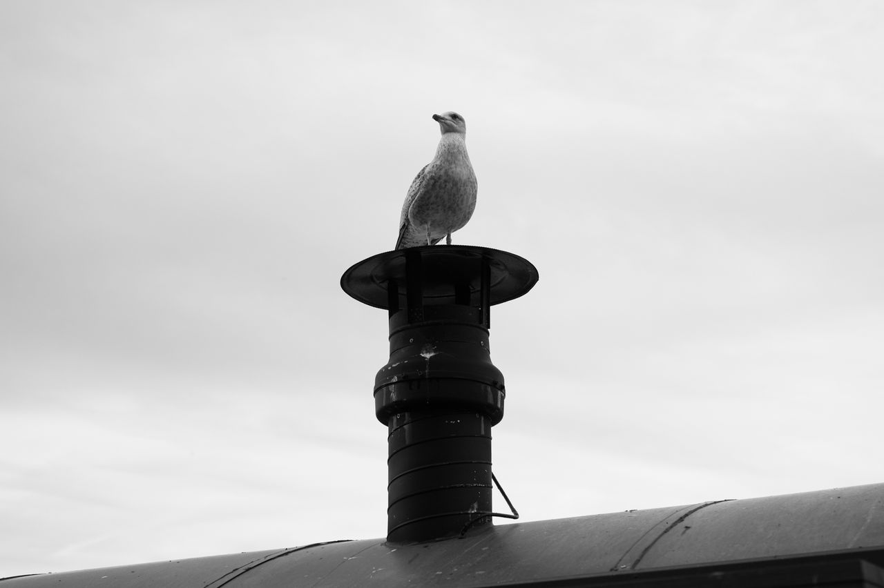 A seagull perched on an exhuast in front of a cloudy grey sky