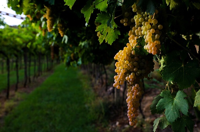 lugana wine grapes