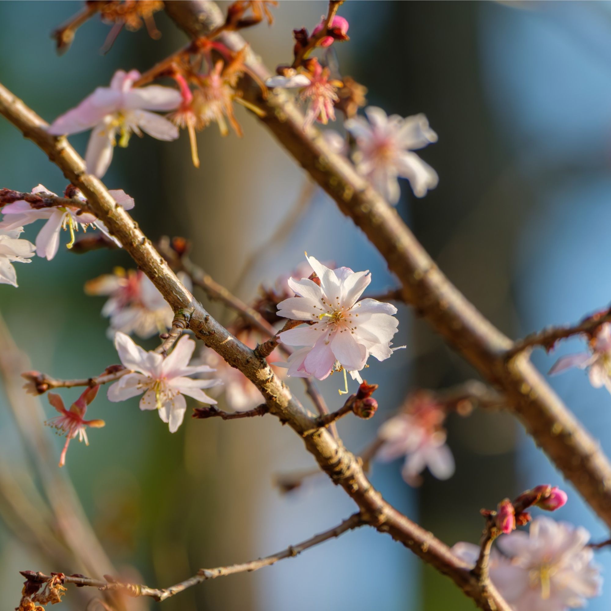 Winter-flowering cherry blossoms
