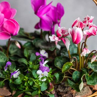 Pink, white and purple cyclamen in basket