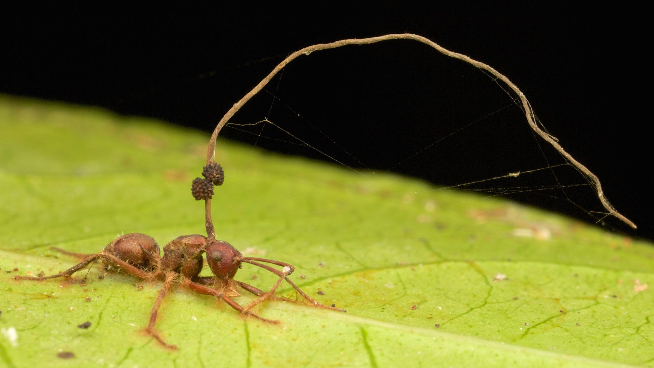 A dead ant on a leaf with a parasitic fungus bursting from its body and arching up and over