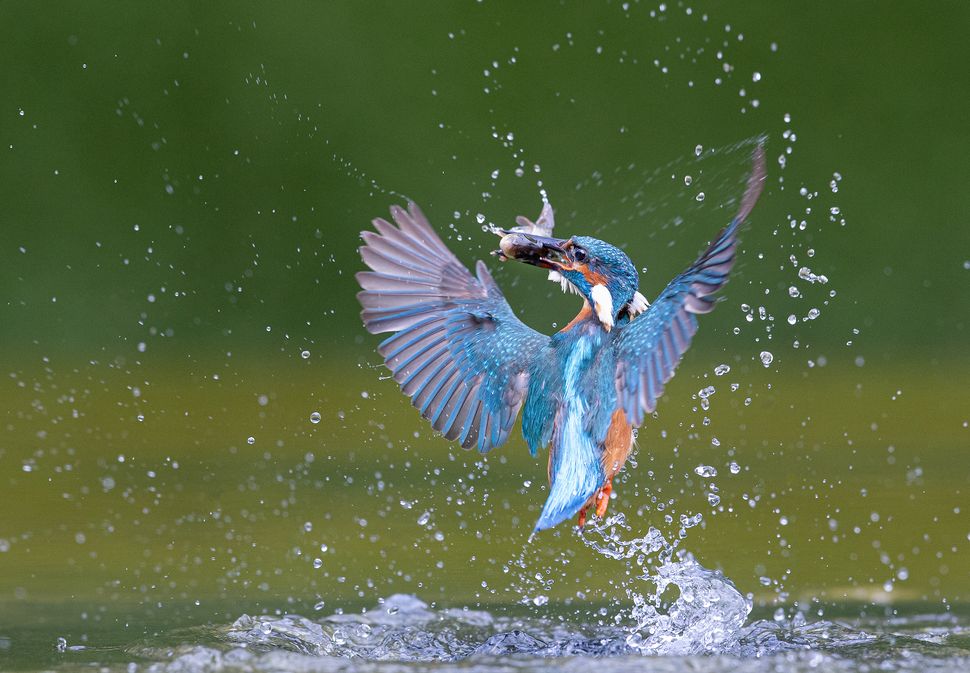 SINWP Bird Photographer of the Year unveils stunning wildlife images