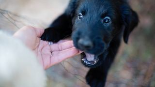 puppy aggression. puppy biting someone's hand