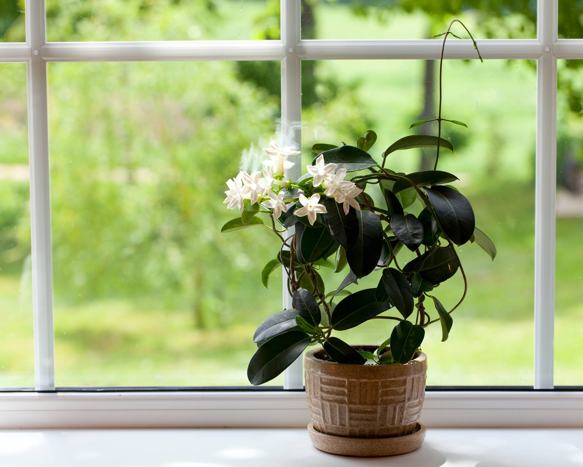 White jasmine flowers bloom on indoor plant