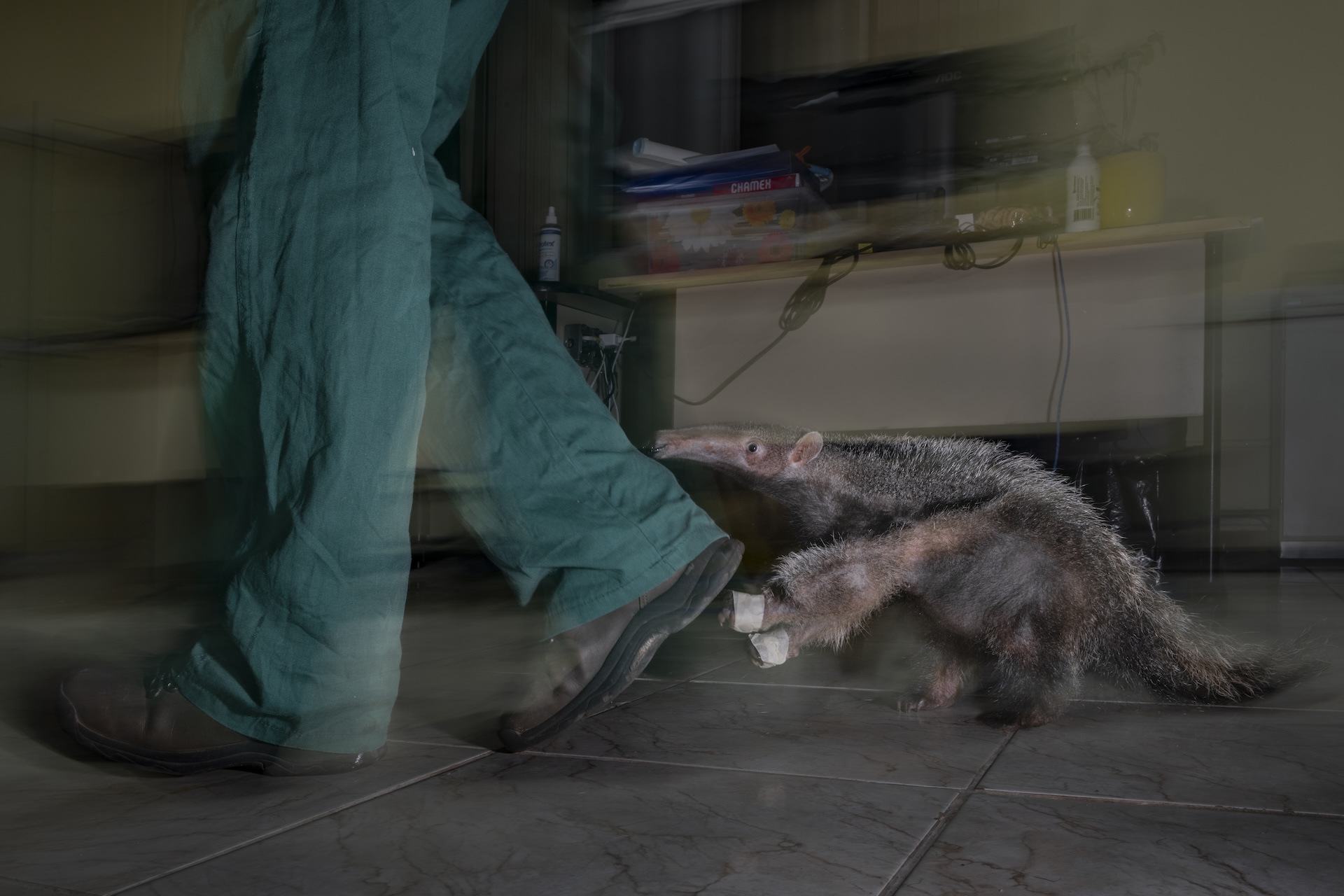 an anteater with bandaged feet runs behind a caretaker