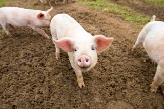 Three pigs stood in mud