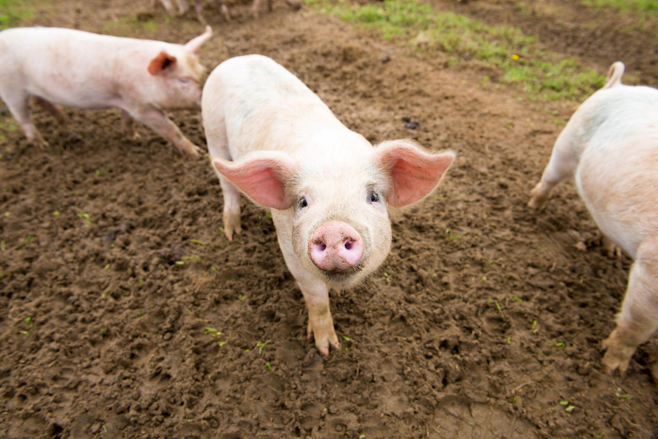 how to draw a pig standing up on two legs