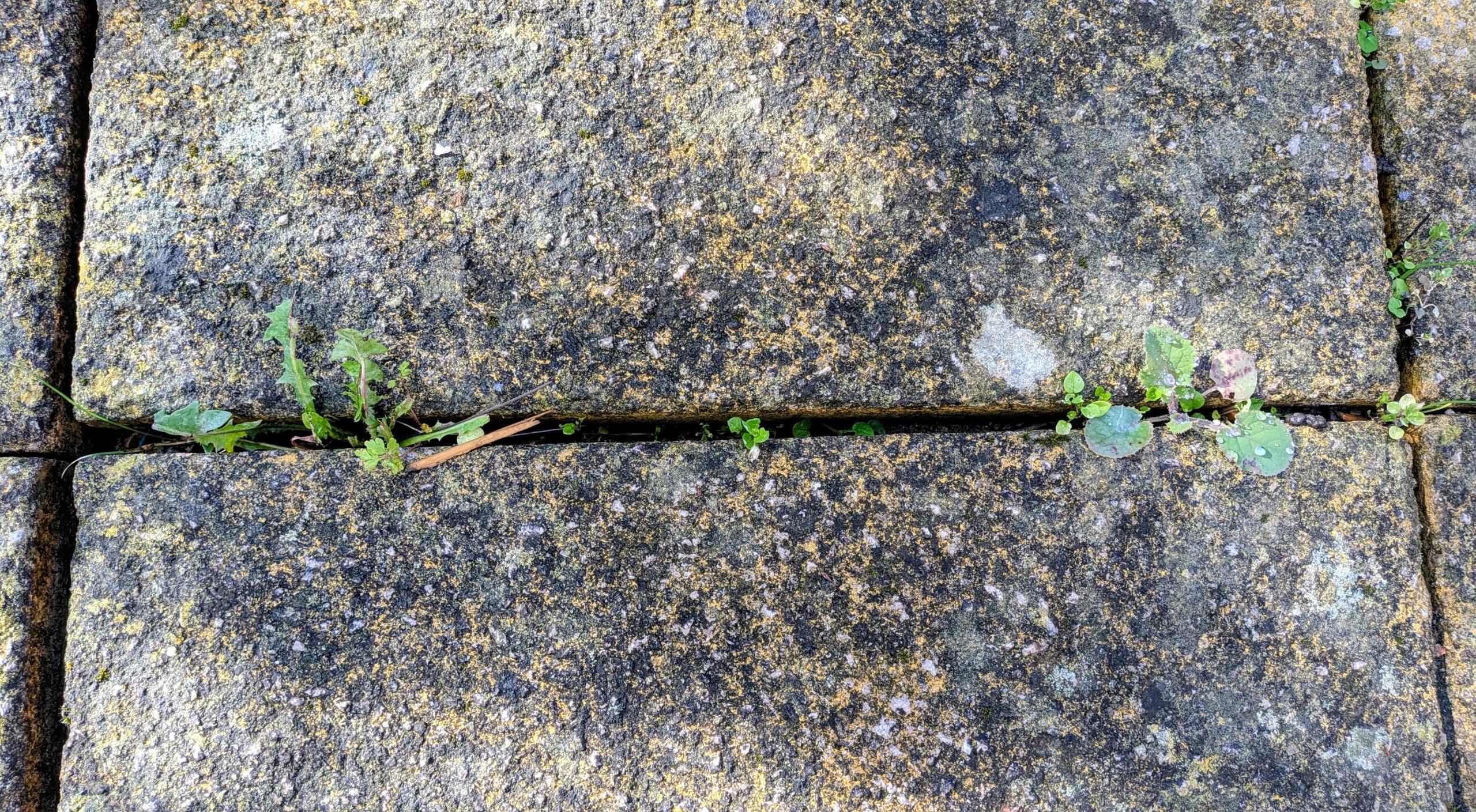 Weeds inside paver cracks