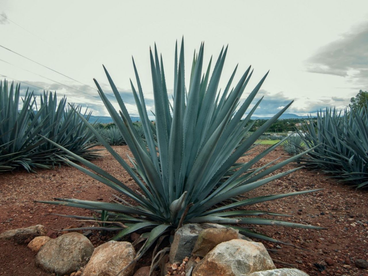 Agave Plants