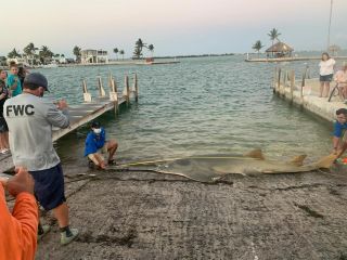 A 16-foot (4.9 meter) female sawfish washed ashore in the Florida Keys this week.