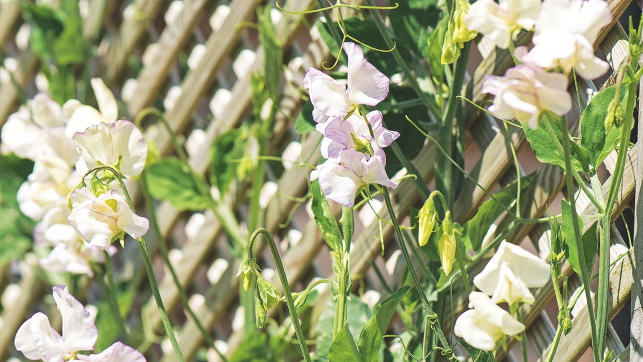 Closeup of white sweet peas flowering on wooden trellis in garden