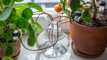 Watering wicks run from a glass vase to multiple houseplants