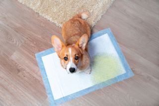 Dog that has urinated on a puppy pad