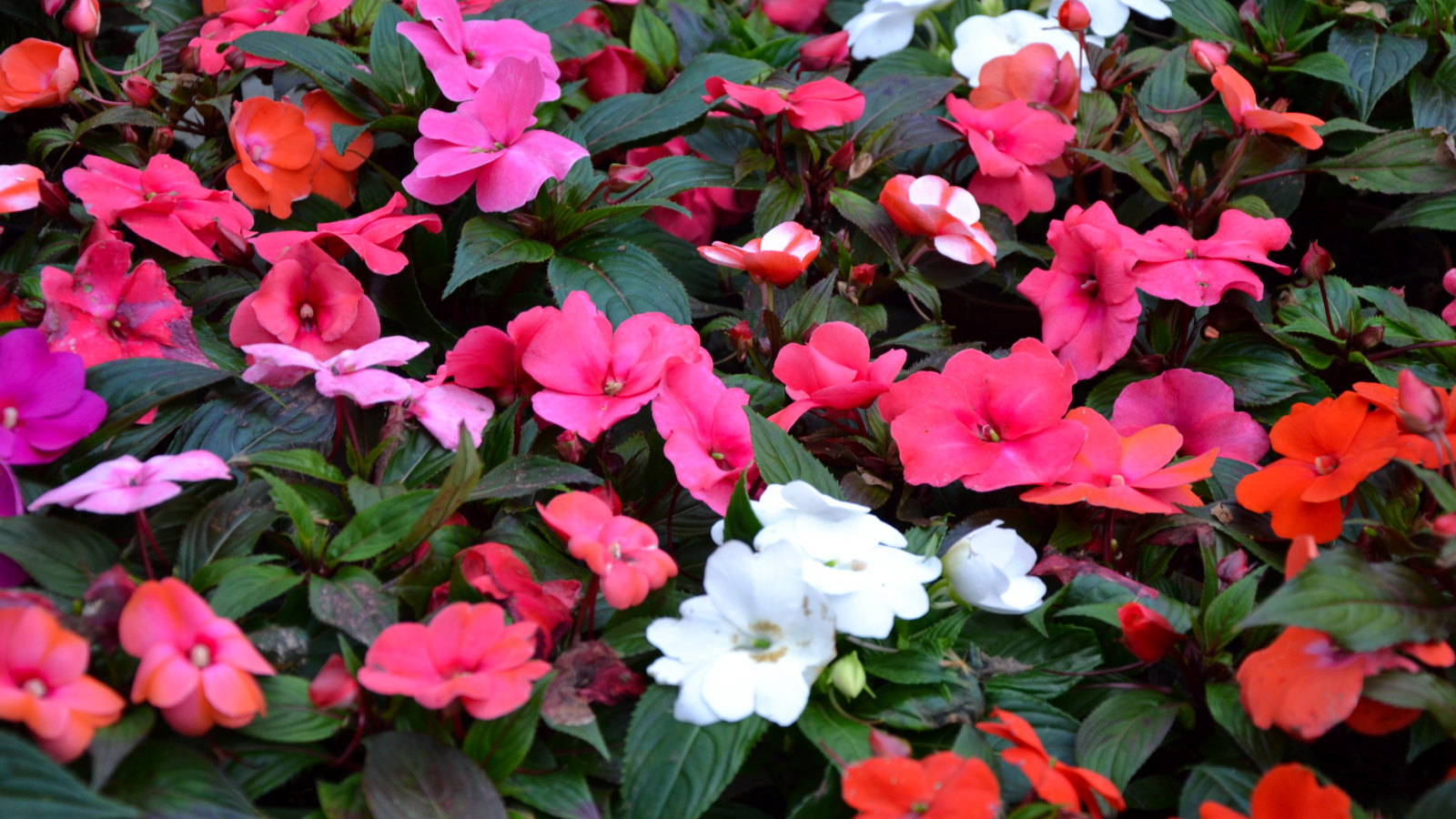 Impatiens flowering in shades of red, pink, and white against dark green foliage