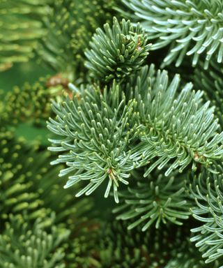 closeup of branches of a noble fir