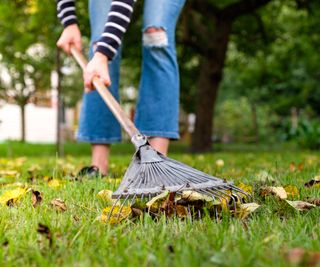 Woman using rake on a garden lawn to sweep leaves off the surface