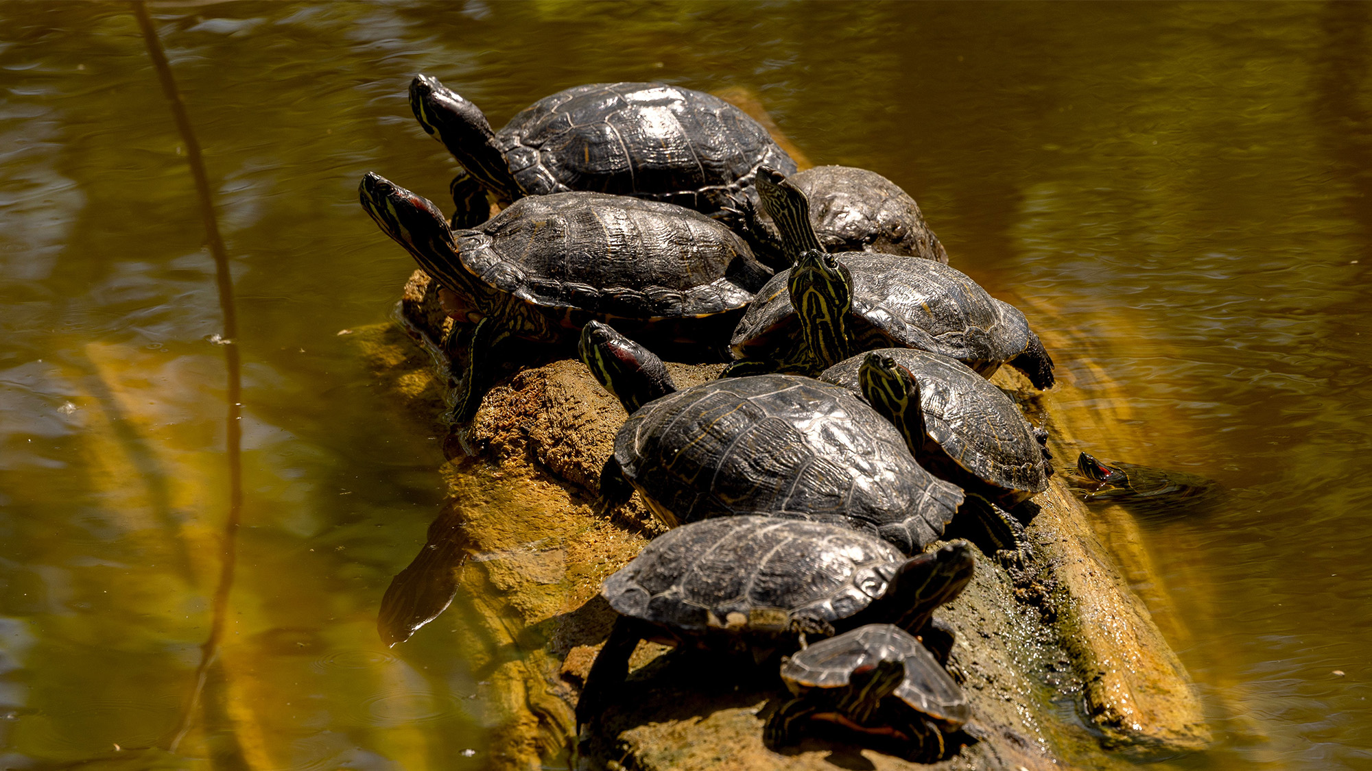 A group of turtles bask in the sun at City Park in Skopje, North Macedonia