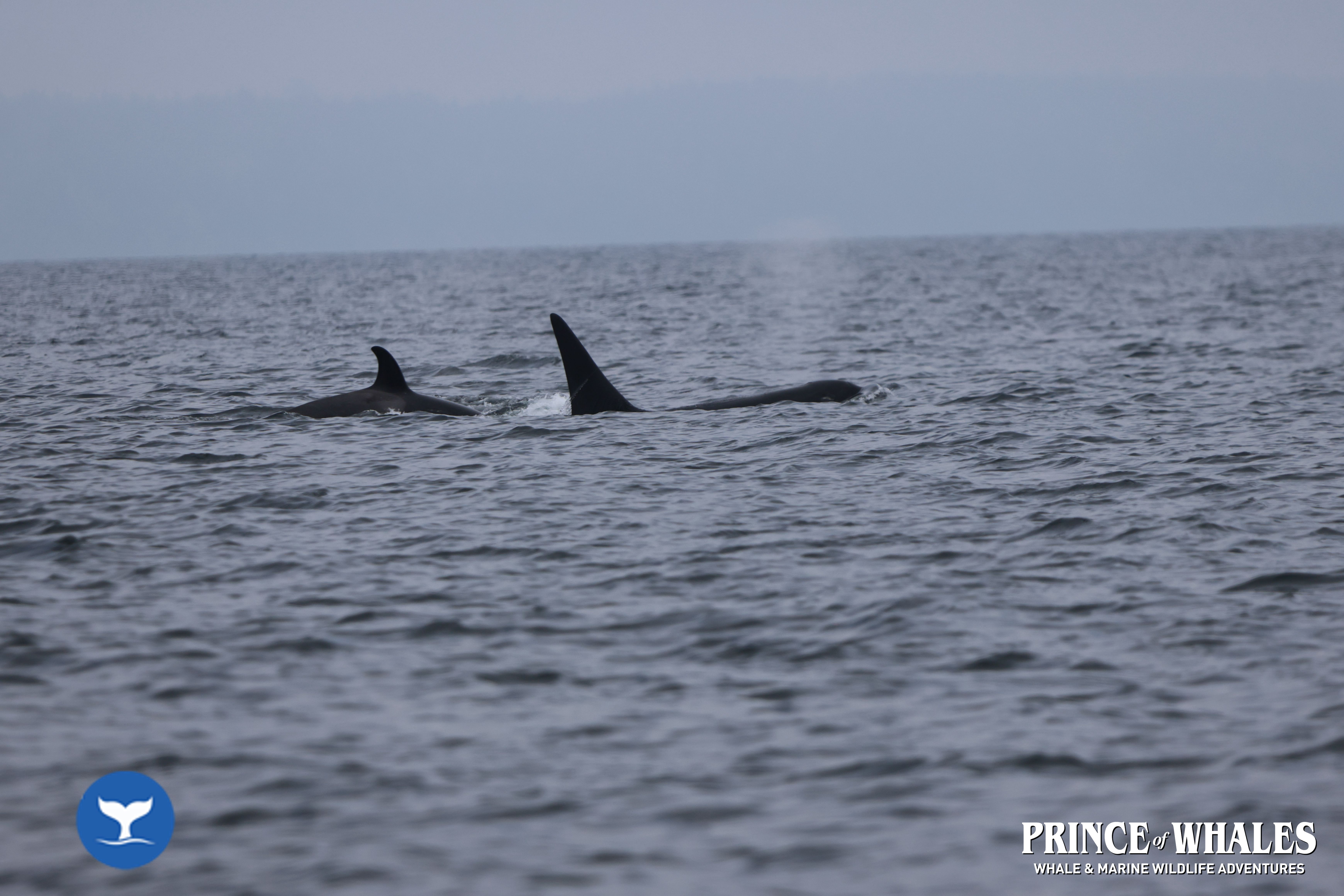 Shots of orca Whales taken at sea