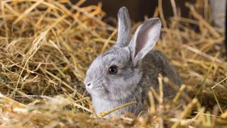 Rabbit sitting in hay