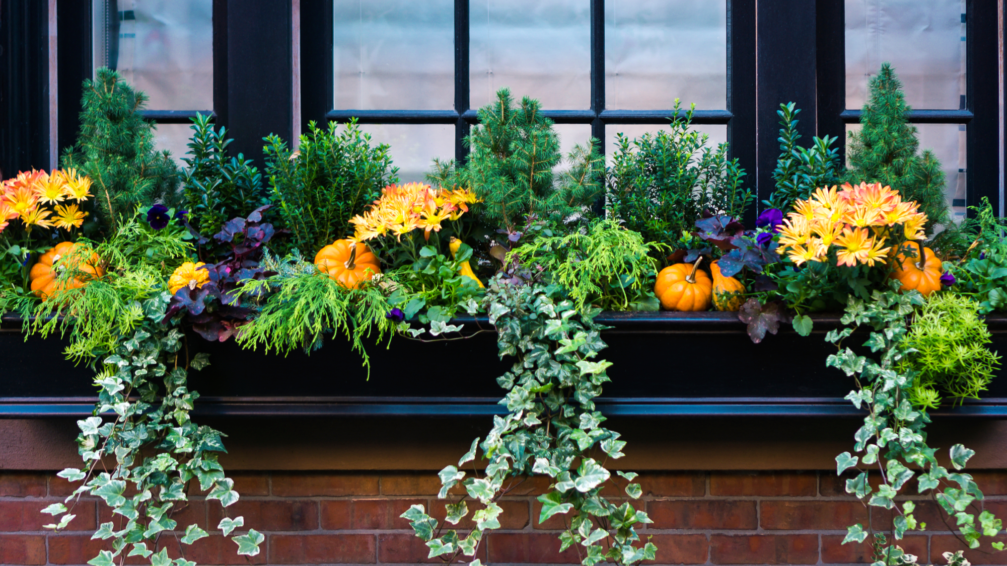 Fall window box with pumpkins and plants