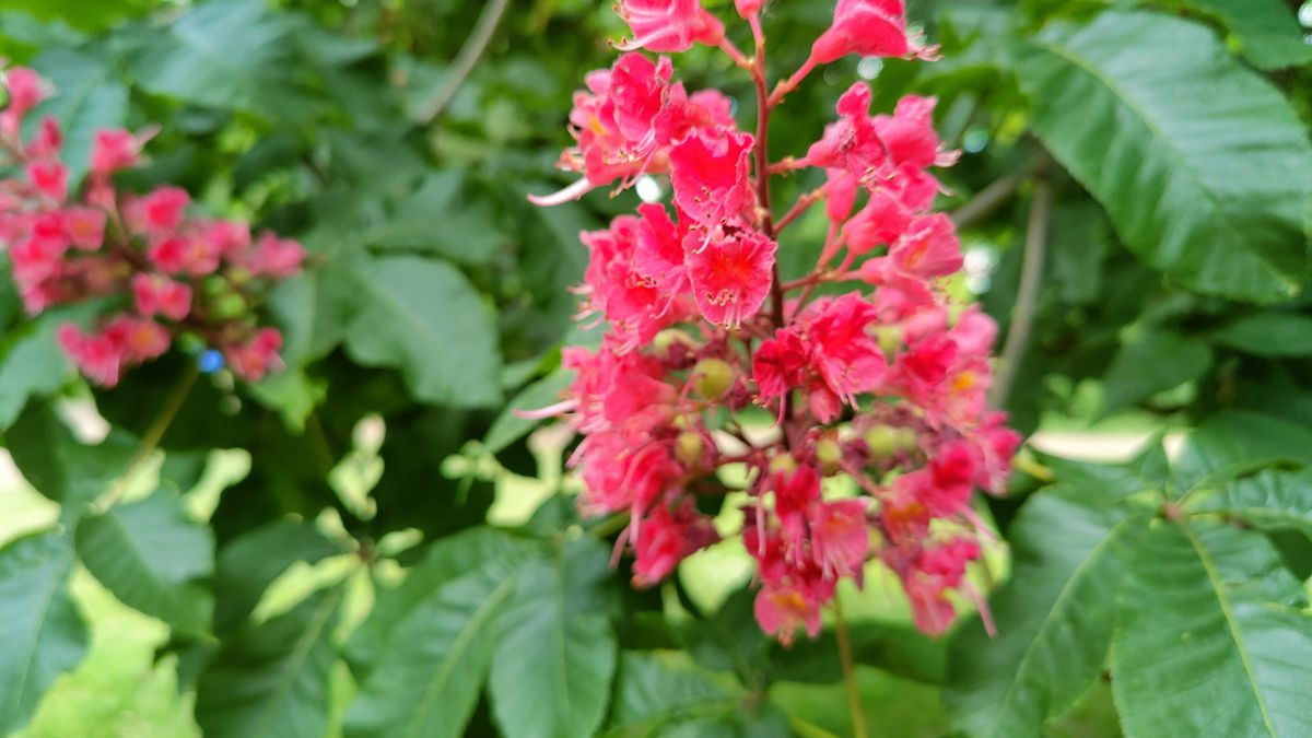 Shot with the macro camera