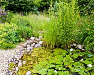 wildlife pond with river rocks and plants