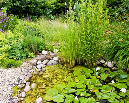 Landscaping with river rocks: 10 stylish looks for backyards | Gardeningetc