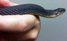 The yellow-bellied water snake.