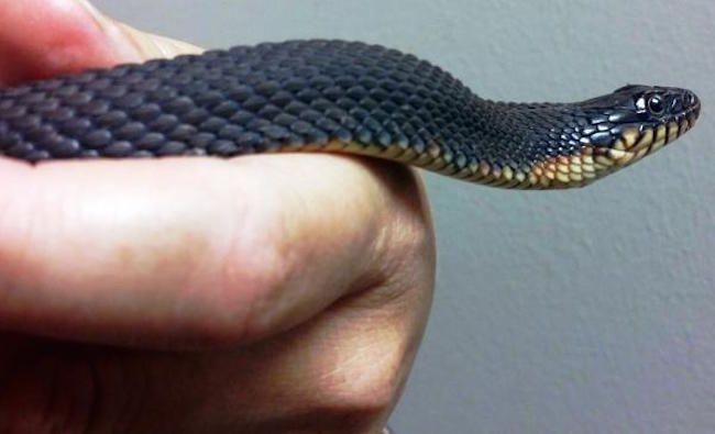 The yellow-bellied water snake.