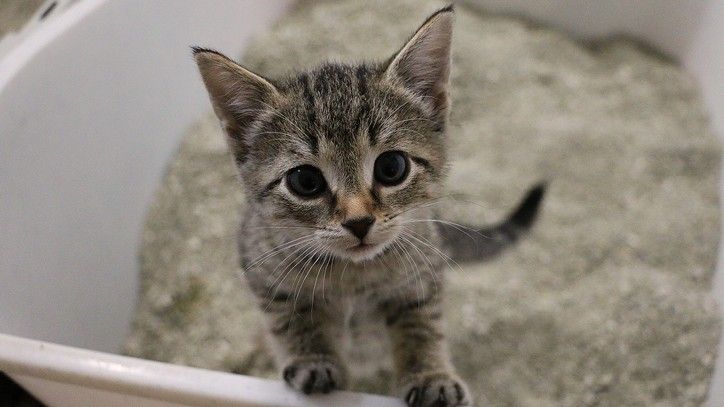 How to fix three common kitten behavior problems | PetsRadar