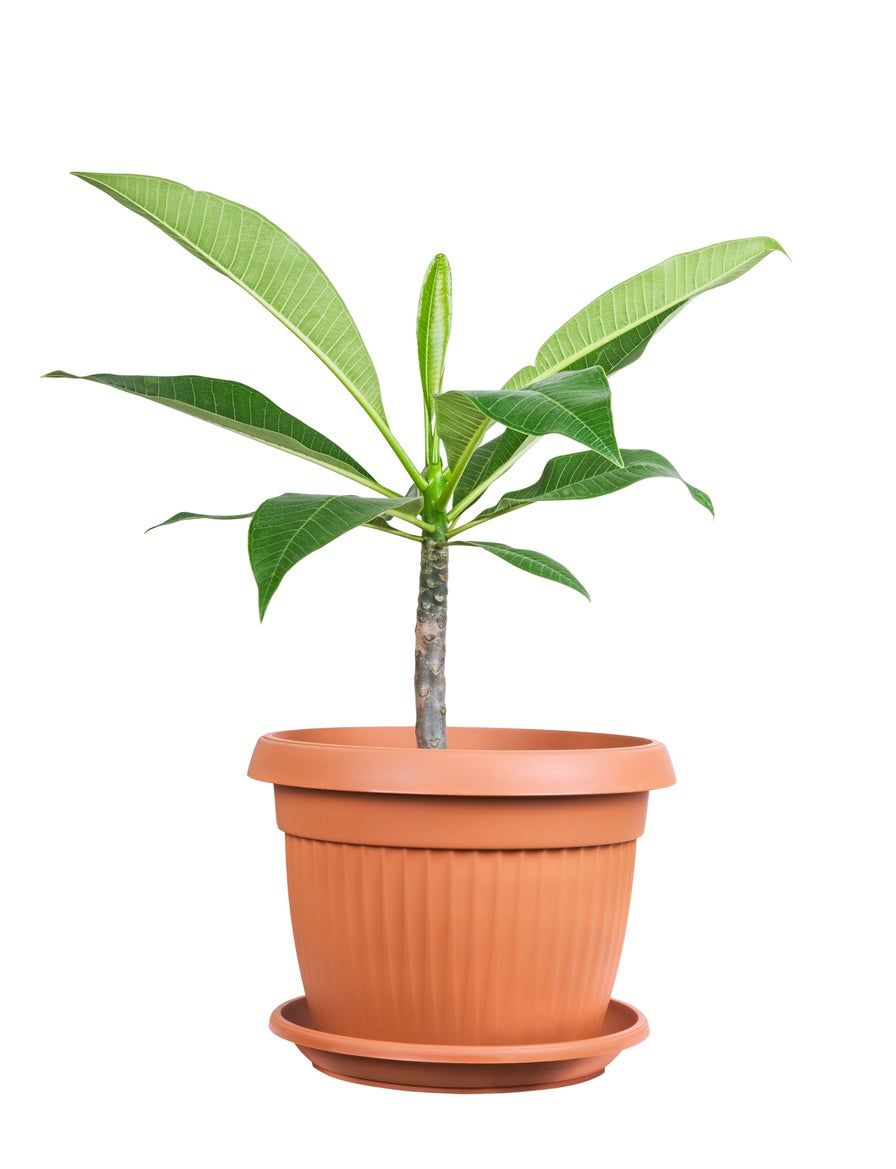 Potted Plumeria Plant