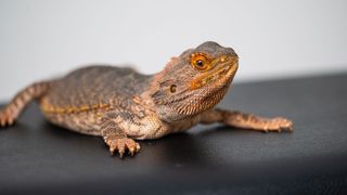 Bearded dragon