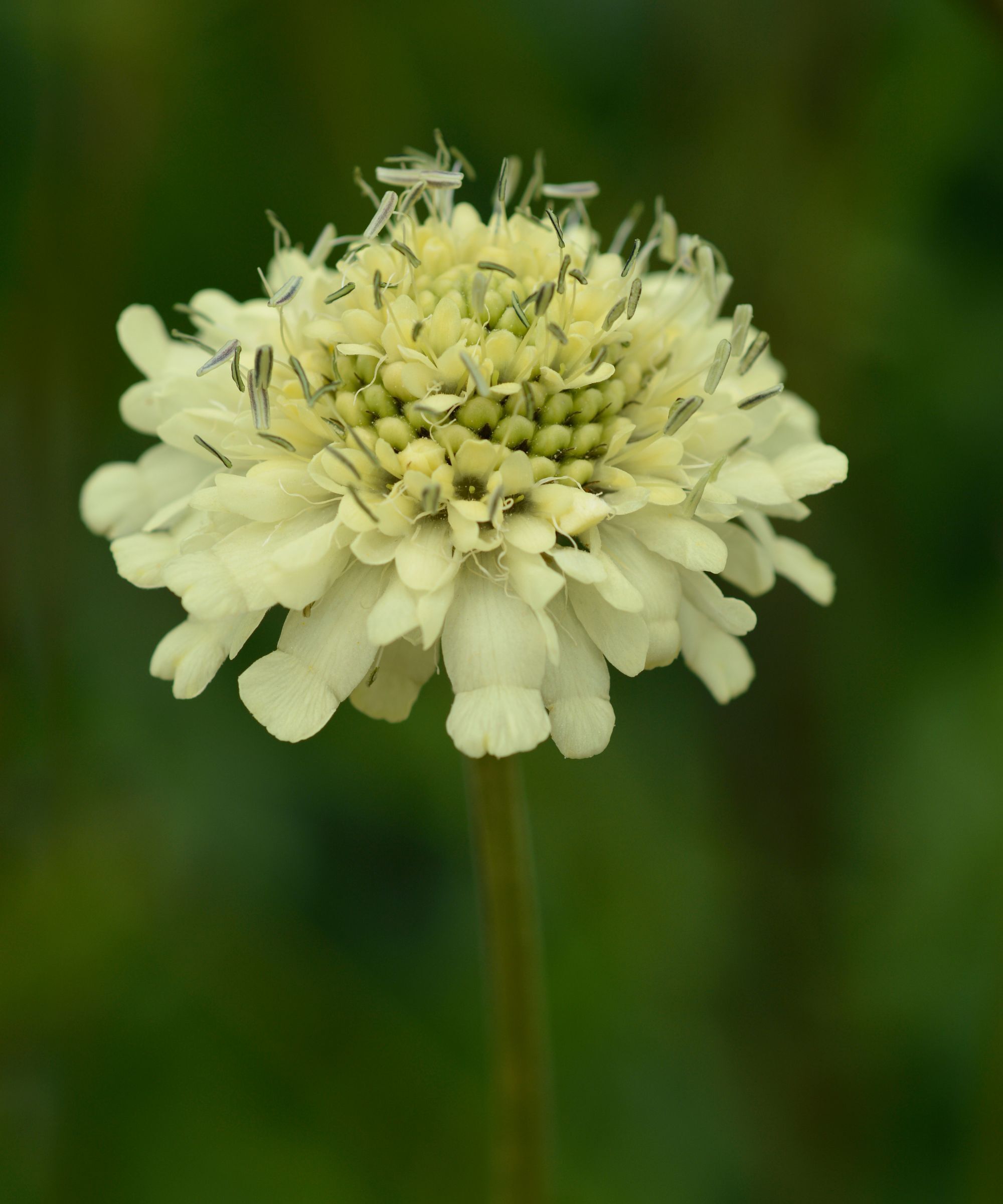 Giant Yellow Scabious