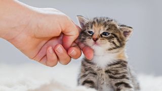 Owner petting kitten on the chin