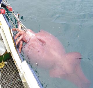 colossal squid