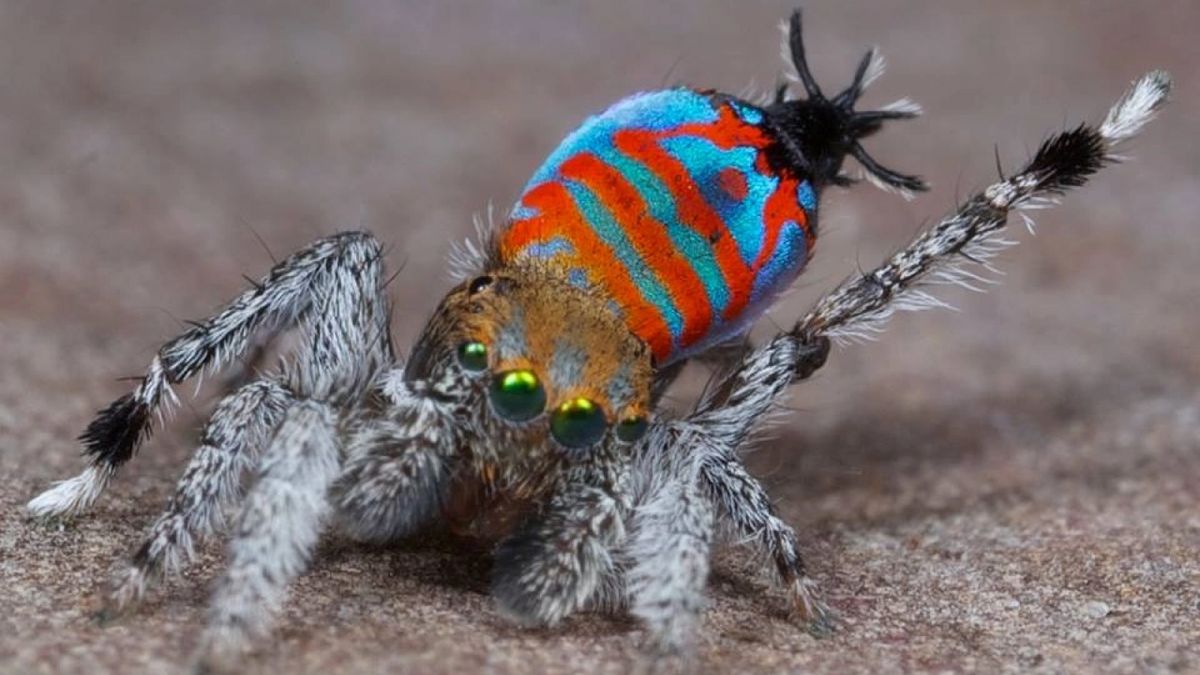 Sparklemuffin Peacock Spider: แมงมุมที่มีเครื่องชั่งสีรุ้งลับซึ่งทำให้การเคลื่อนไหวเพื่อชนะคู่ครอง