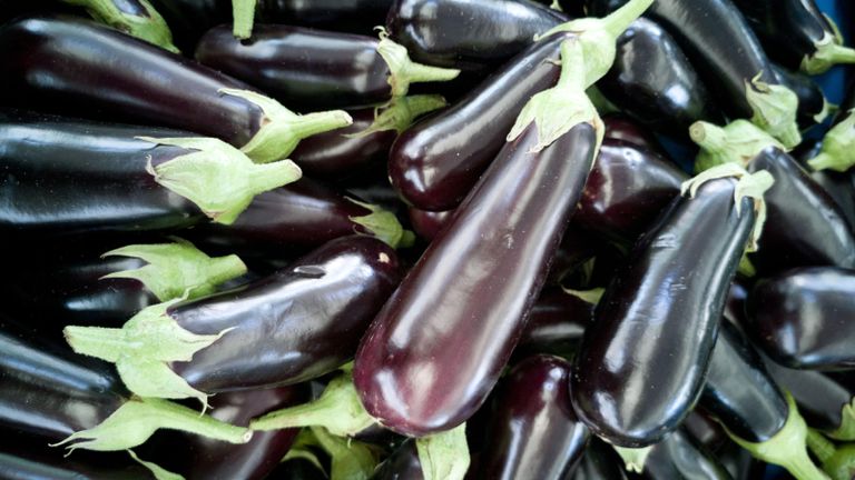 massive harvest of Galine aubergines, one of the black bell types of eggplant