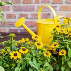 Yellow watering can and rudbeckia