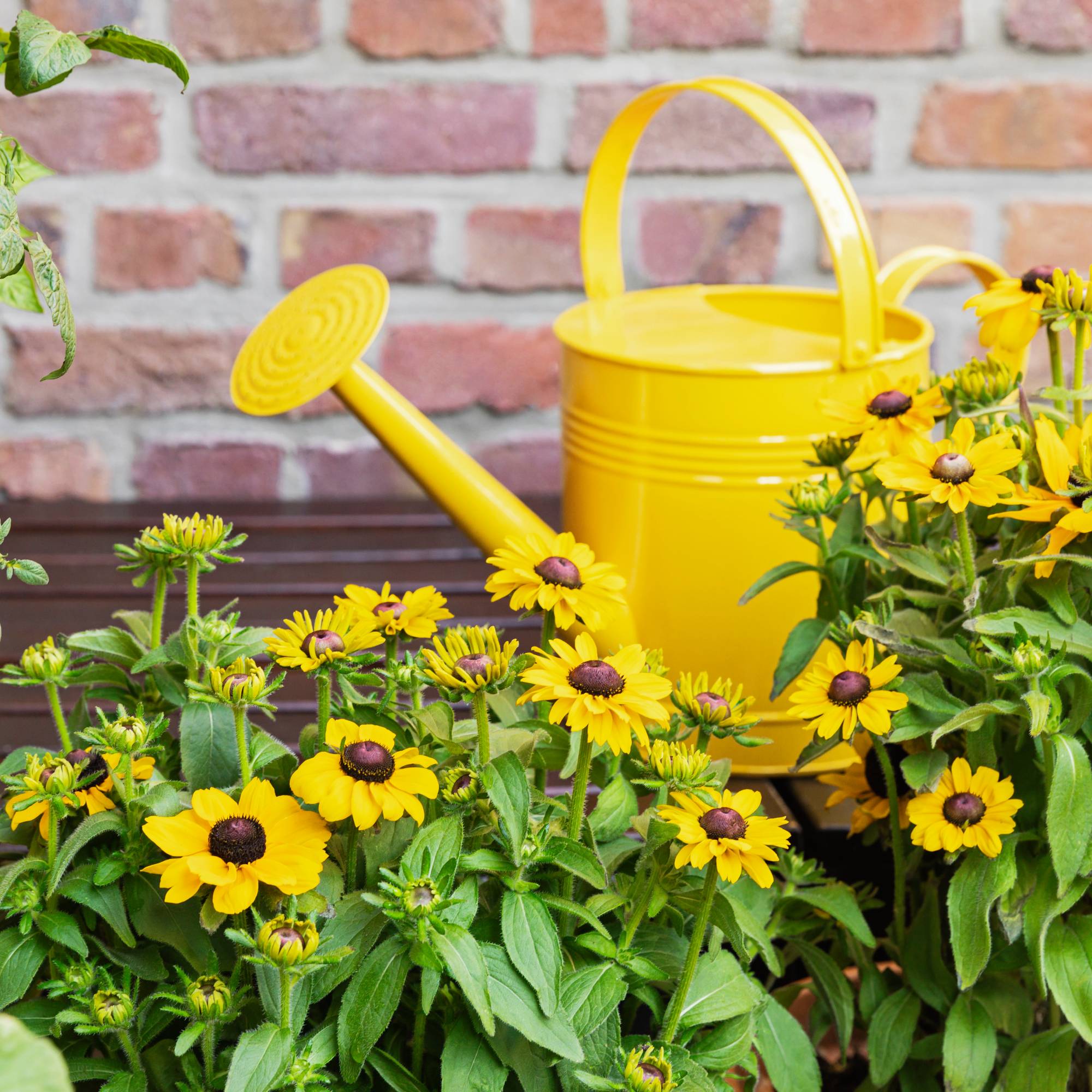 Yellow watering can and rudbeckia