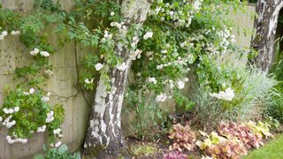 white rambling roses growing on tree and fence