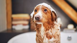 A ginger dog sits in a bathtub with suds on his head