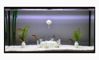 Dining furniture arranged inside a fish tank,
