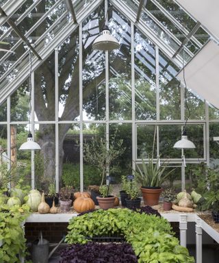 An example of greenhouse tips showing the inside of a large greenhouse with fresh basil and pumkins