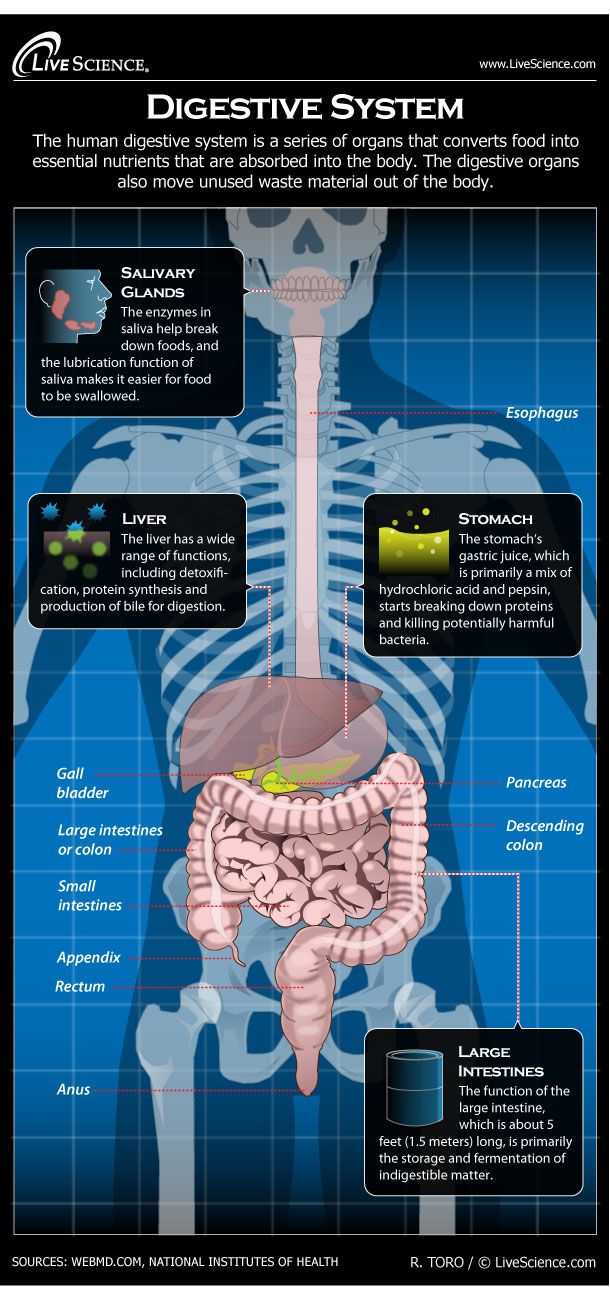 Human Digestive System - Diagram - How It Works | Live Science