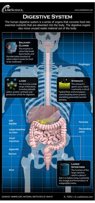 Infographic: all about your stomach and how digestion works.