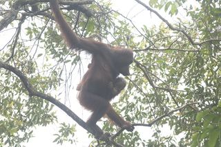 orangutans, borneo, Pongo pygmaeus pygmaeus