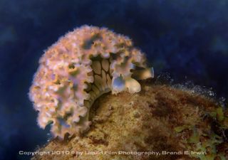 Sea Slug, Carribbean