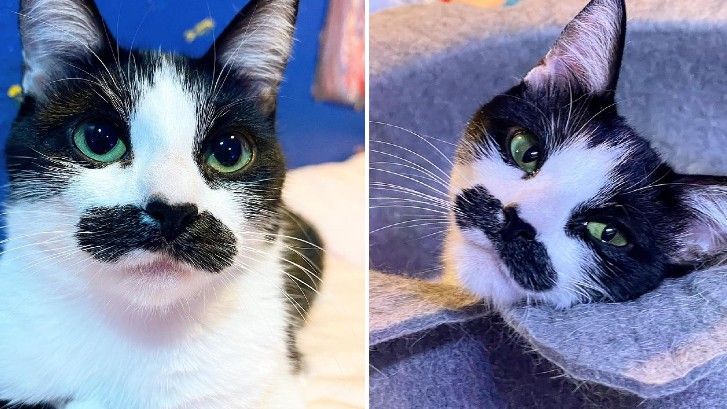 &#039;Freddie Mercury&#039; cat, Mostaccioli, has won over Instagram with her unique looks