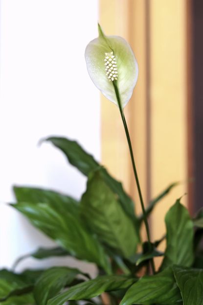 White Peace Lily Flower